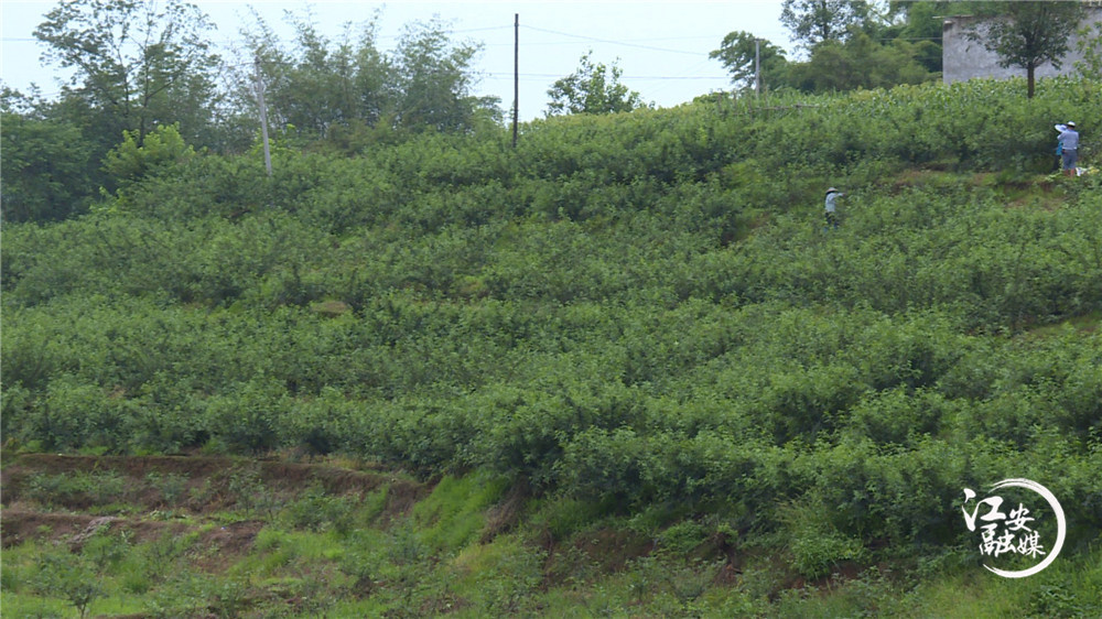 江安县阳春镇凤凰村：漫山遍野花椒香为民铺就致富路