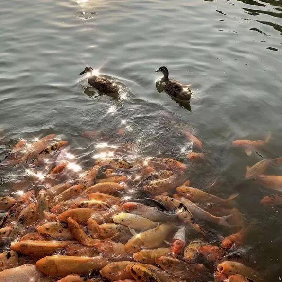 深职院在全世界排多少名,深职院全国最强大专