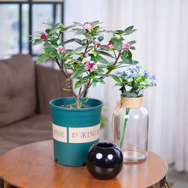 这六种花寓意吉祥好养易活,公认最吉利的4种花