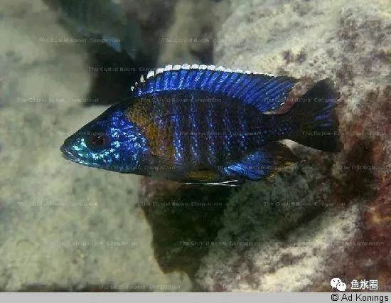 三湖慈鲷马鲷孔雀珍珠系能长多大,三湖慈鲷之孔雀