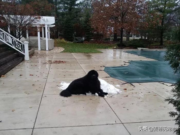纽芬兰犬好养吗,纽芬兰犬为什么不建议养