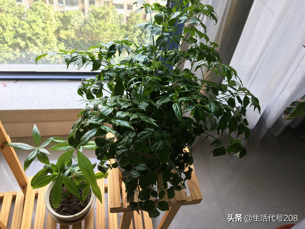 花盆里长蘑菇是好事还是坏事,花盆土里长蘑菇是好是坏