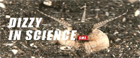 罕见的博比特虫和蛙鱼夜间狩猎,博比特虫把鱼撕成两半