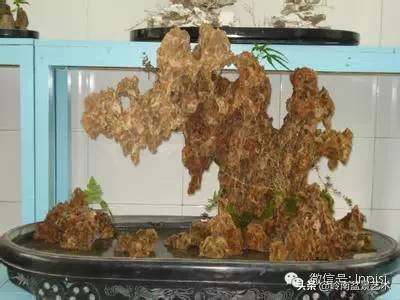 吸水石盆景位置,吸水石盆景图文