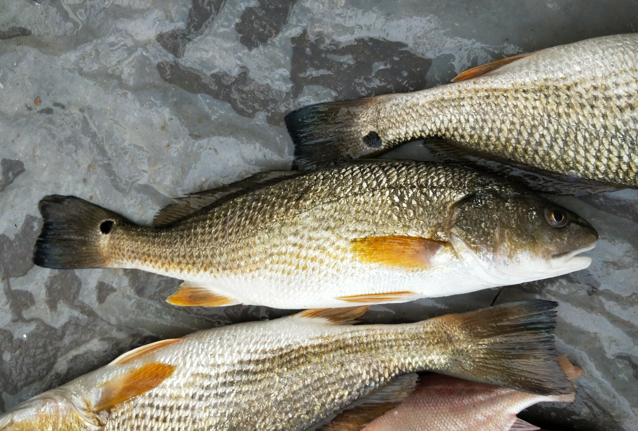 在中国被吃到灭绝的物种,被美国吃绝种的野生动物