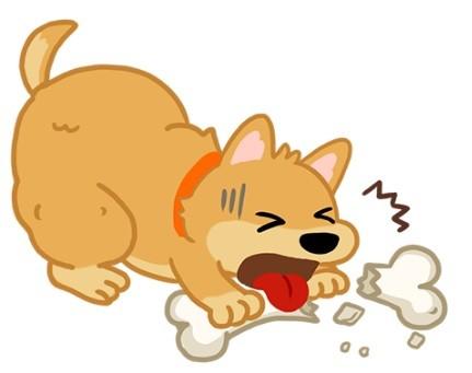 新手建议养狗还是养猫,十大最适合新手养寿命长的狗狗