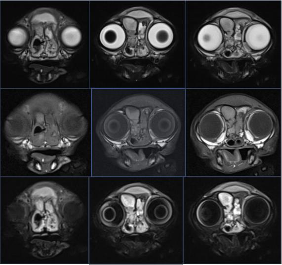 猫咪额头突然肿起来到底是什么原因导致的？你知道吗