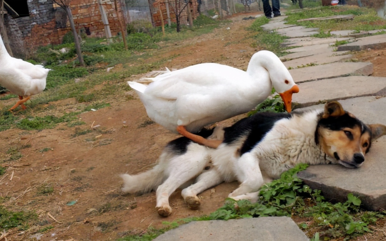 有鹅的地方不能有蛇,有鹅的地方绝对不可能出现蛇