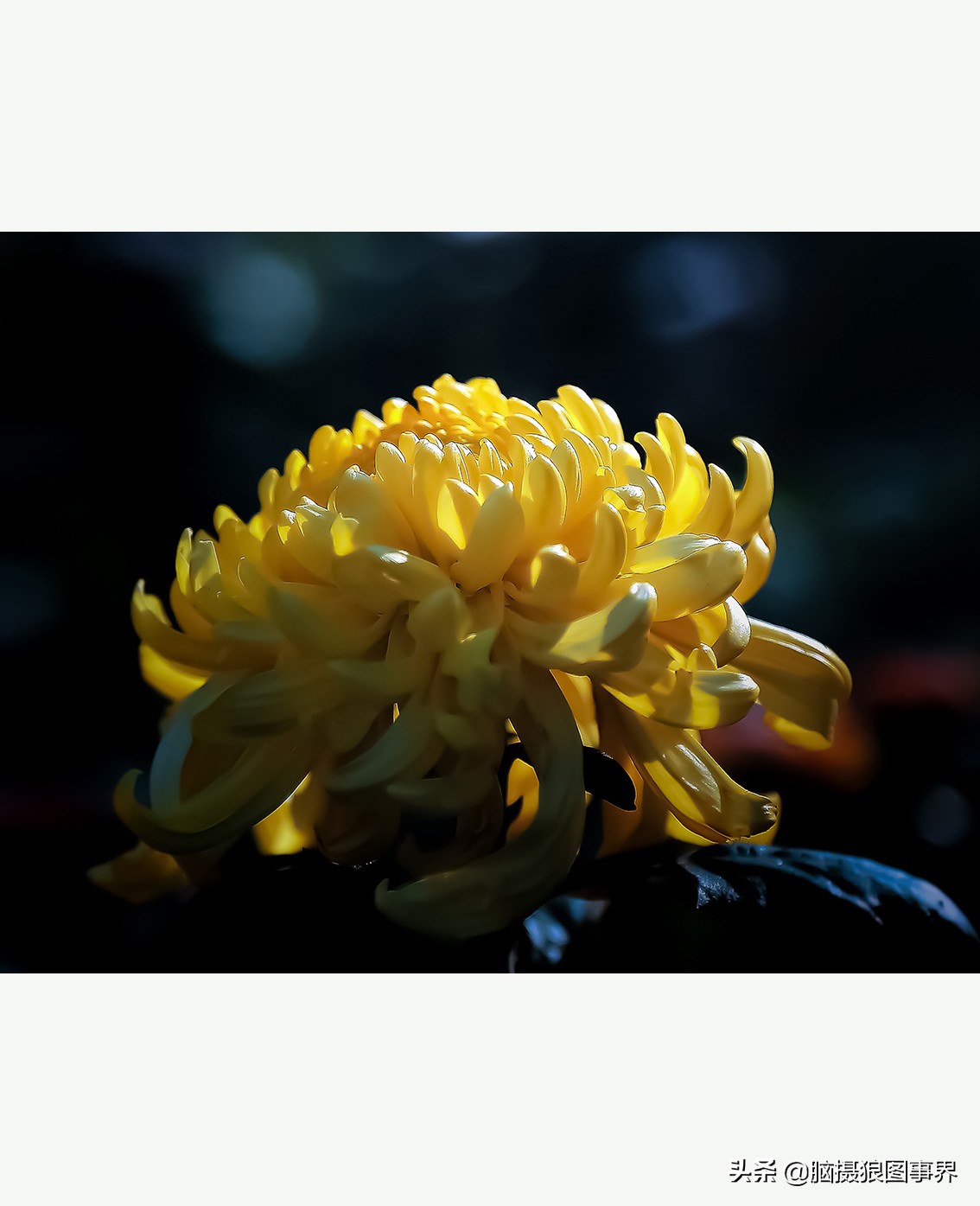 花卉拍摄中,多点对焦与单点对焦哪种更好?为什么主体不清晰?