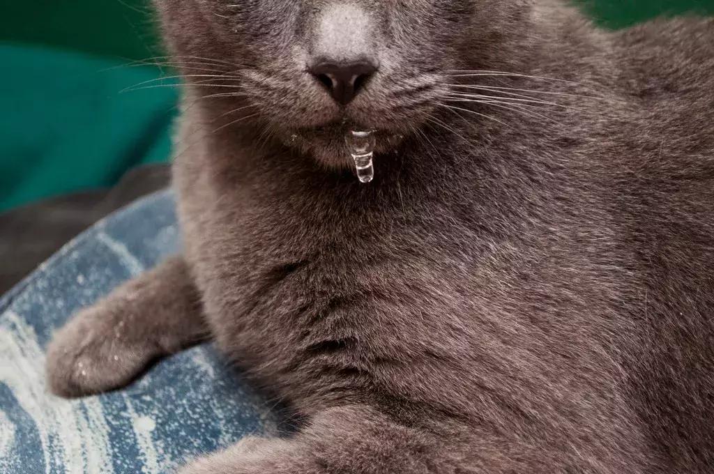 猫咪一直流口水叫声嘶哑,猫咪一直流口水是因为什么