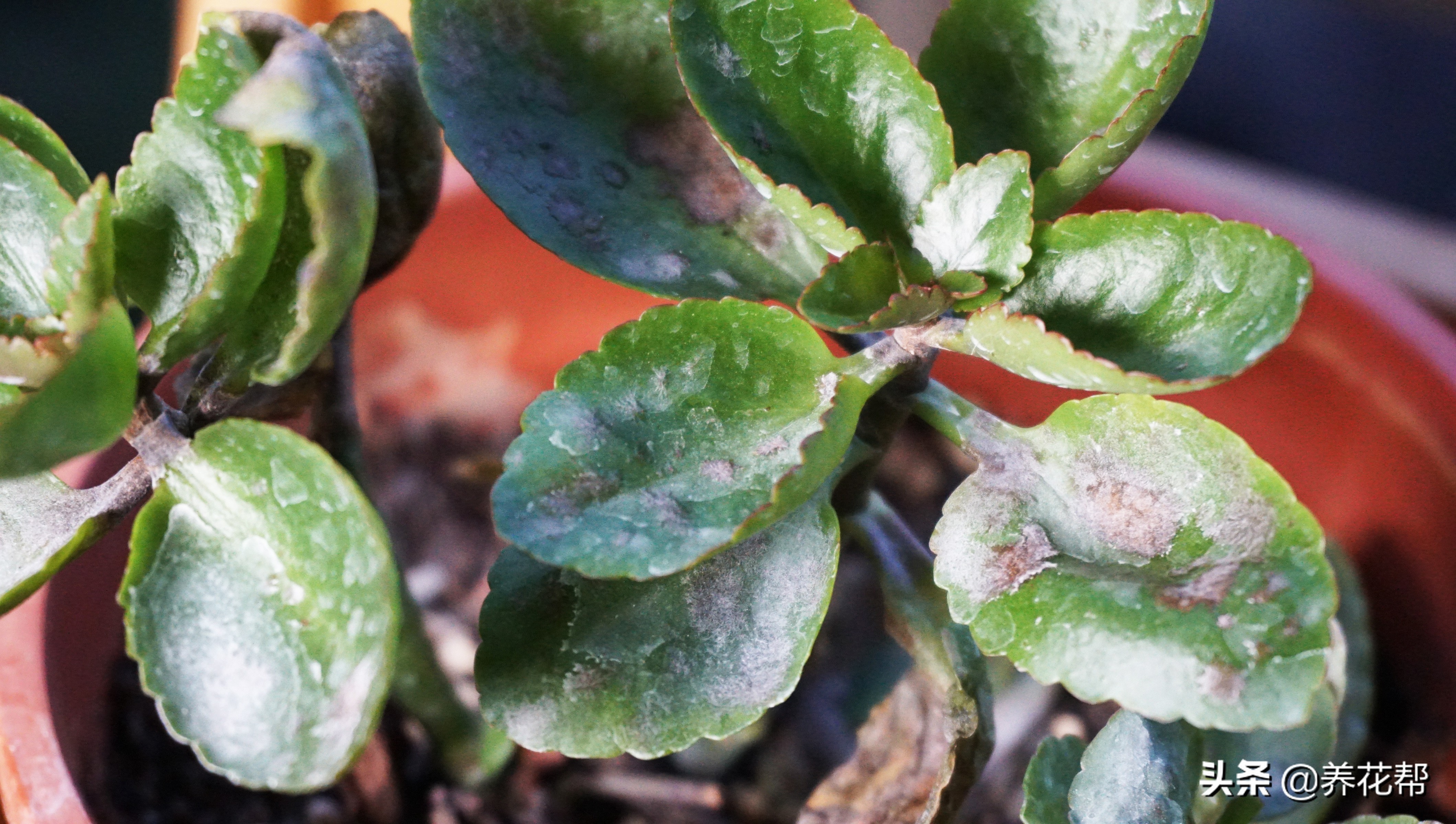 长寿花白毛病喷药后变黑怎么回事,长寿花白粉病后掉叶子是怎么回事