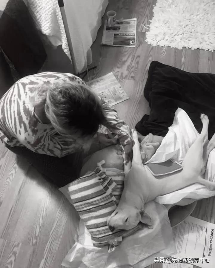 比特犬终于健康了视频,比特犬得了细菌性皮肤病