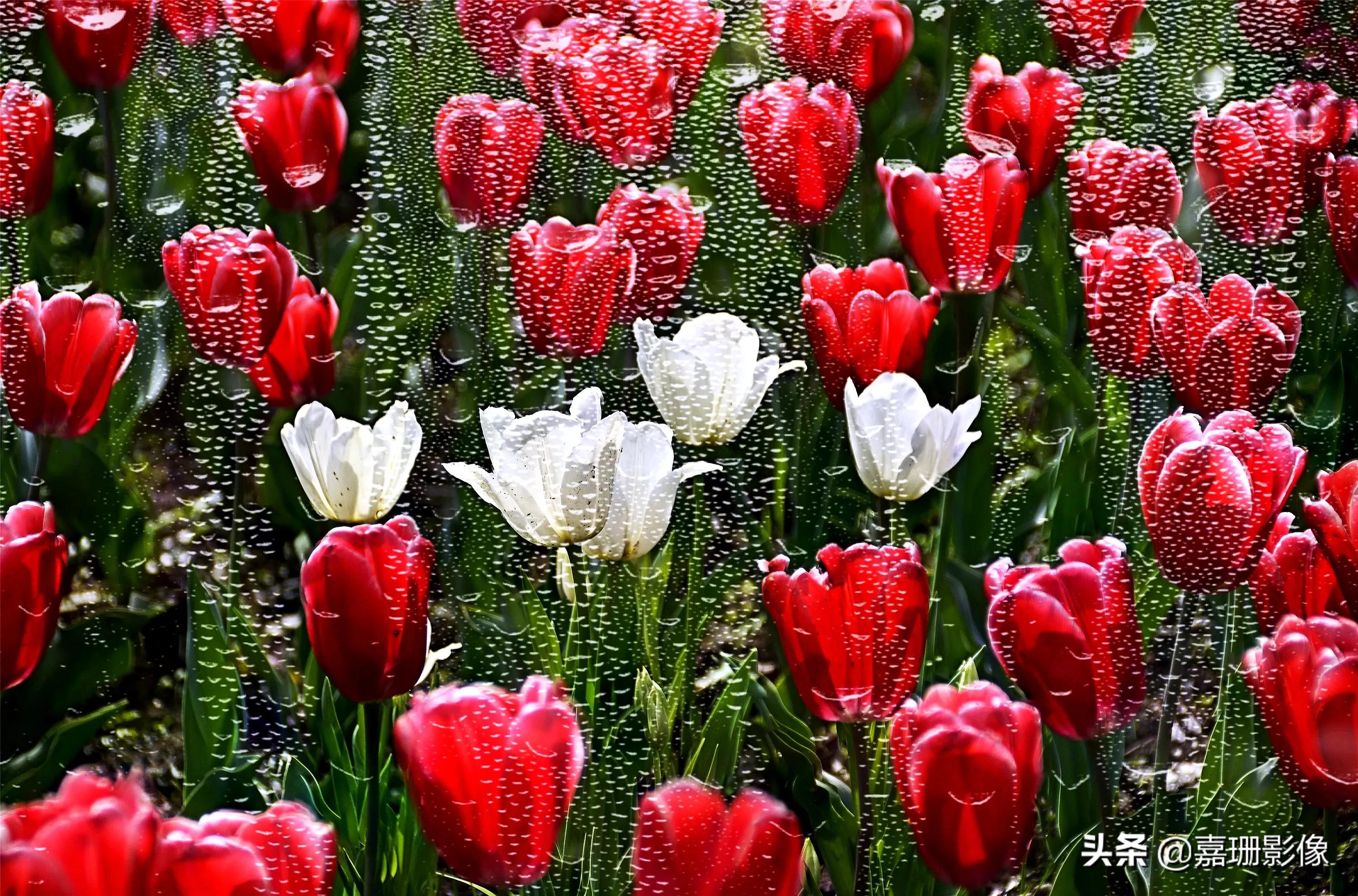 看看花容，听听花语2020年我镜头里的百种花卉