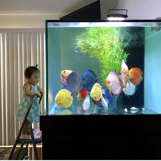 鱼缸长绿藻对斗鱼好不好,鱼缸长藻类有什么危害