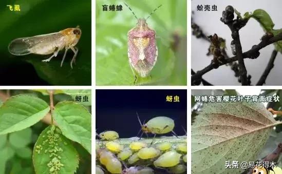 盆栽飞虫怎么杀,盆栽小黑飞虫怎么治