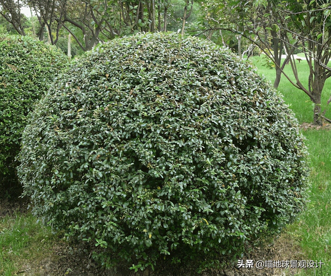 灌木球类植物,灌木植物种类及图片