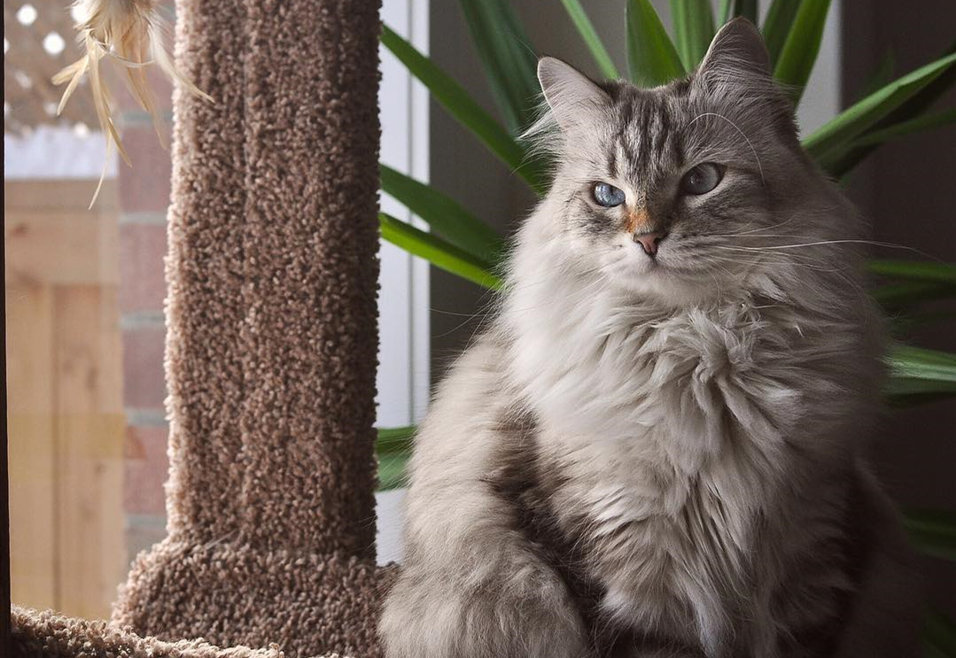 猫咪抬不起眼皮,猫咪抬不起头的感想