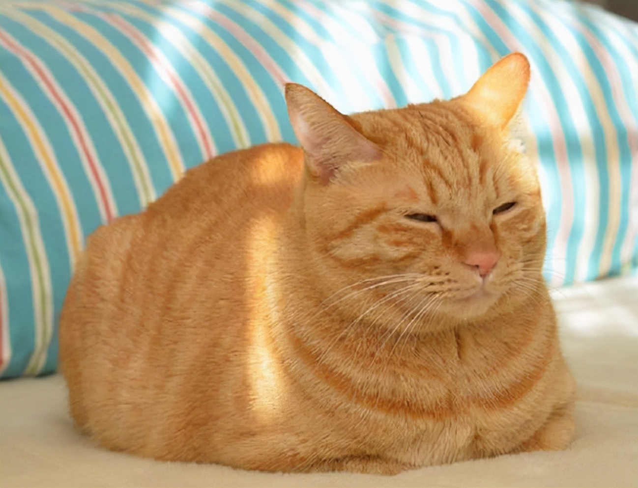 母猫交配后为什么会满地打滚，转过头攻击公猫？