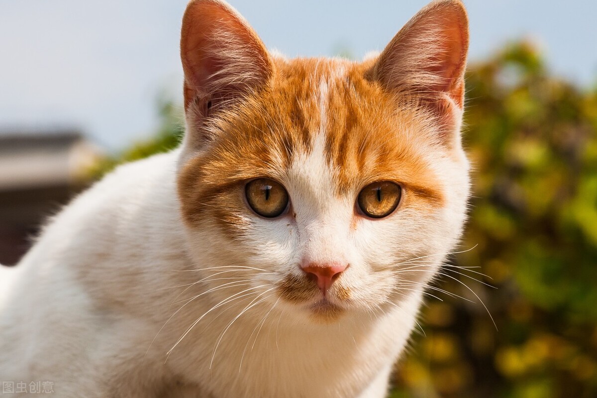 猫咪眼睛周围掉毛,猫咪掉毛怎么清洁家里卫生