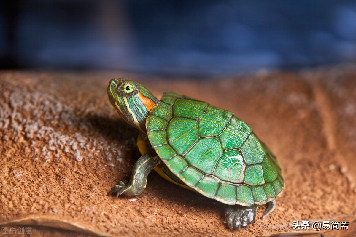 讲给孩子们听的故事童话,讲给小朋友听的故事