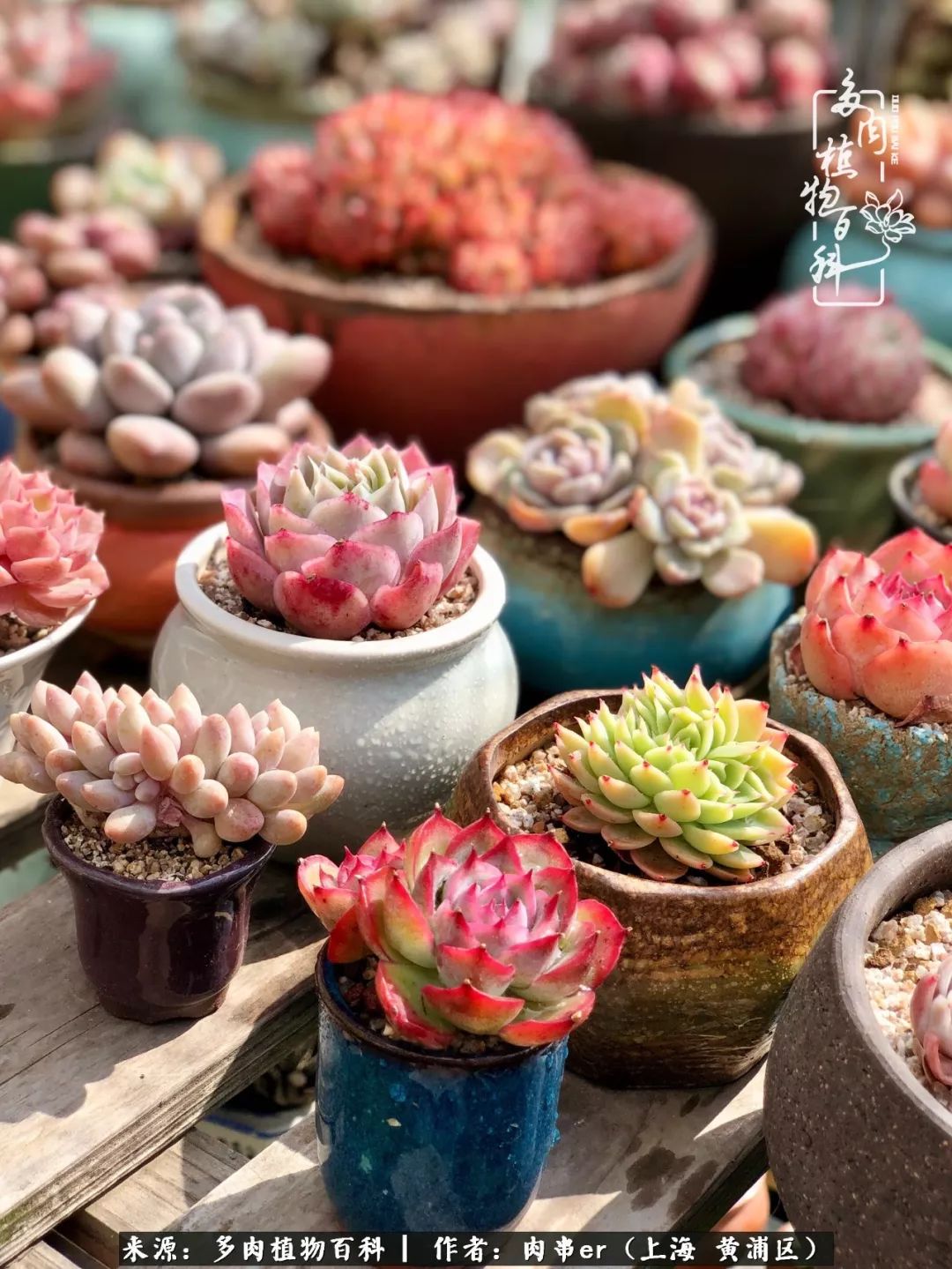 怎么用原相机拍多肉更好看,多肉怎么拍摄好看