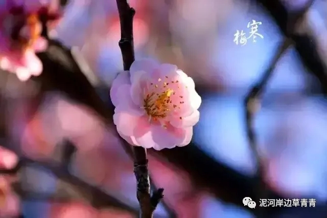 鼠年最佳20副春联,鼠年最佳10副春联