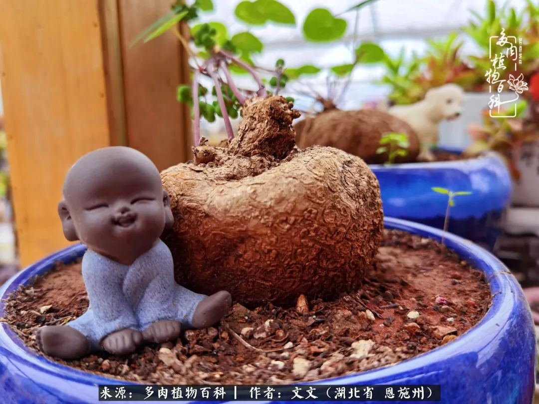 夏季多肉花园图片,初夏多肉花园