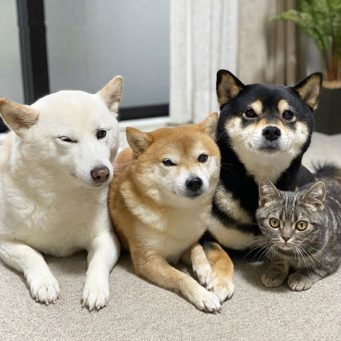 女子买了一只猫咪，和3只狗狗放在一起养，竟发现它逐渐狗化了