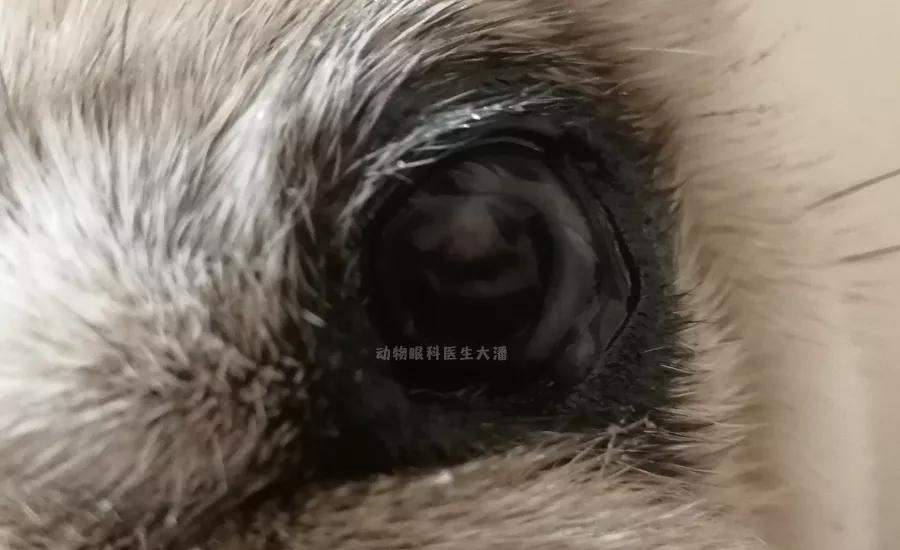 狗狗眼球受伤溃疡水肿怎么办,狗狗眼睛红肿眼球突出