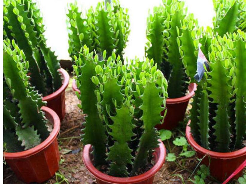 网购的植物好看又好养活的有哪些,网上买什么植物好看好养