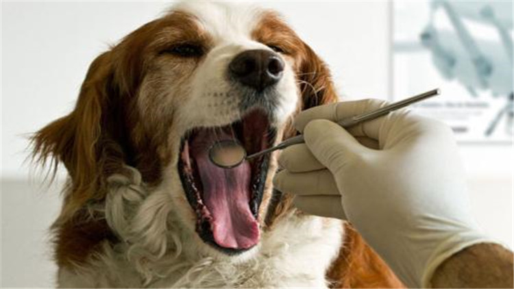 母宠物犬发情怎么缓解,母小型犬发情爬跨如何缓解