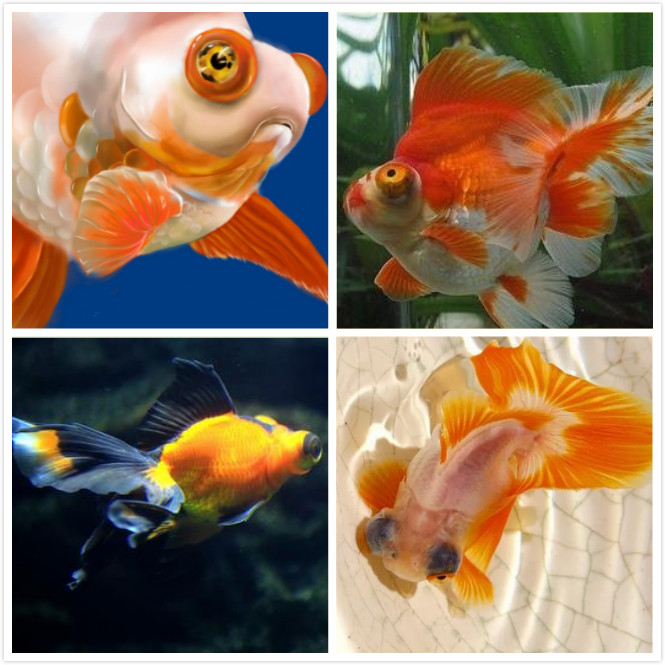 新手养金鱼养哪个品种好养,新手养金鱼应该养什么品种