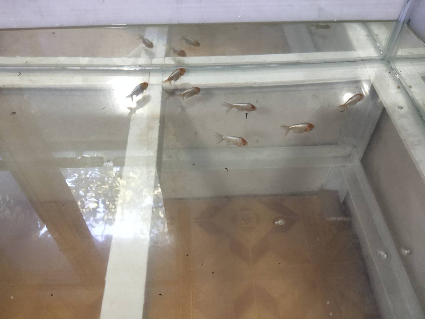 红顶虎金鱼,红顶虎金鱼视频