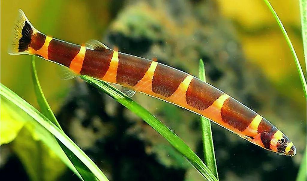 野生泥鳅品种图片大全大图,最大的泥鳅图片大全