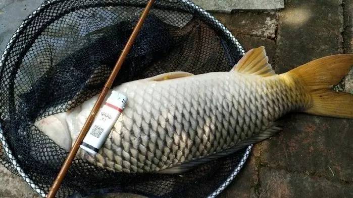 鱼竿中鱼怎样的幅度才是有腰力,鱼竿的腰力好与不好的区别