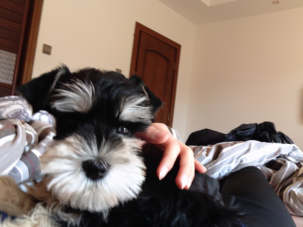 雪纳瑞各个阶段性格,雪纳瑞的五大特征