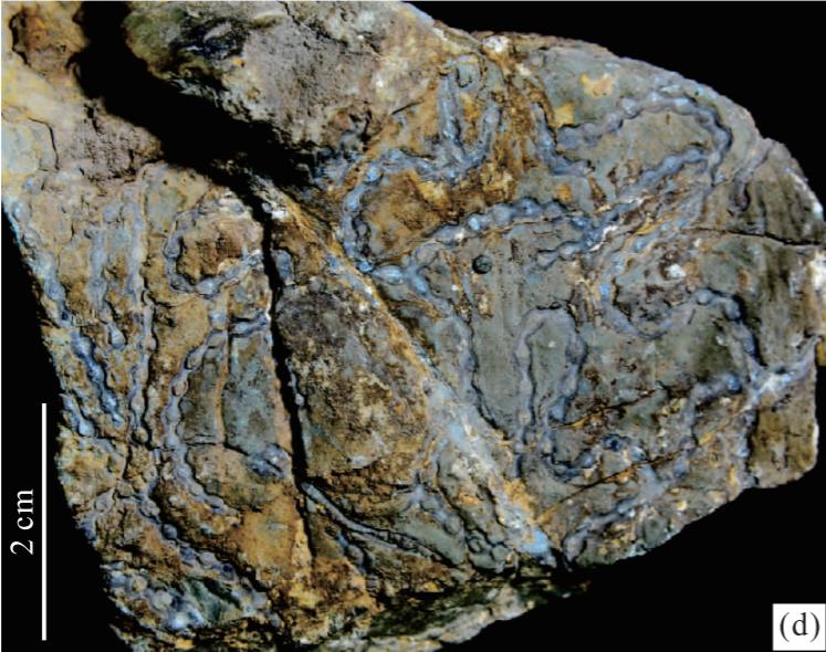 海参快灭绝了吗,有哪些动物是人类导致快要灭绝的