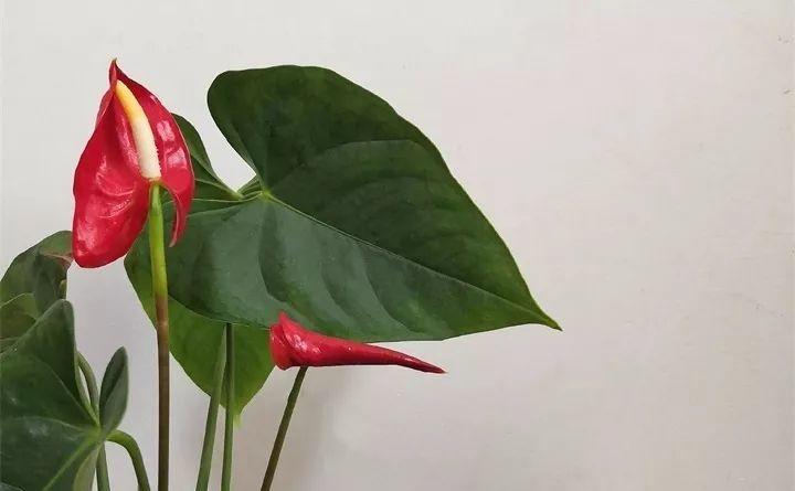 养花新手不知道养什么，就选这几种植物，轻松养爆盆