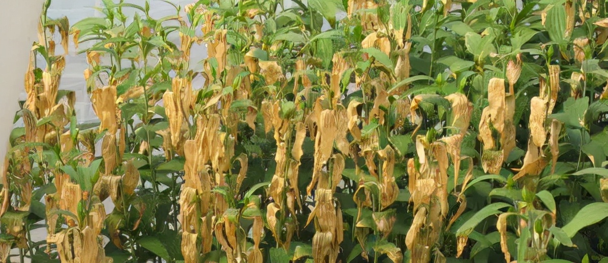 卷丹百合种球繁殖步骤图解,百合种球萌芽1厘米了怎么养护