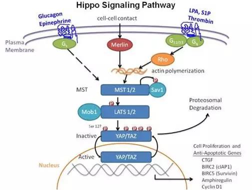 硬货的解析,硬货必买的10种