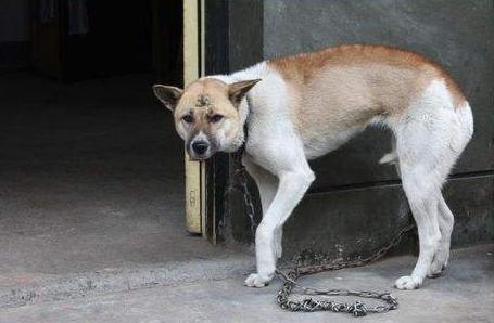 狗狗做出这五个动作是向你求救,狗狗这几个行为是在向宠主求救