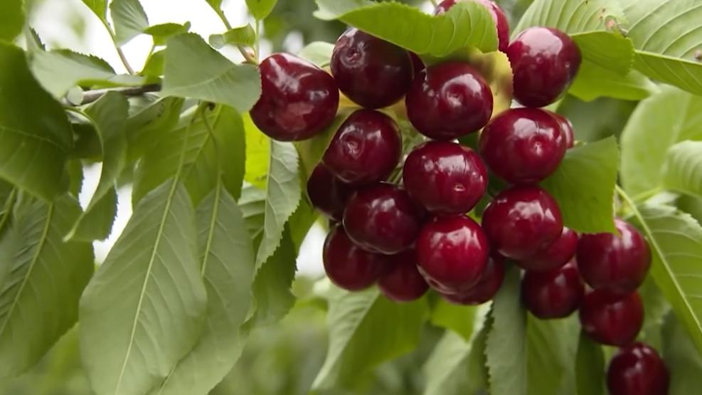 又想对华输入“病毒”？海关拦截美国怪异包裹，内藏66管黑腹果蝇