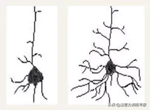 运动促进大脑神经元的激活,运动可以激活大脑神经