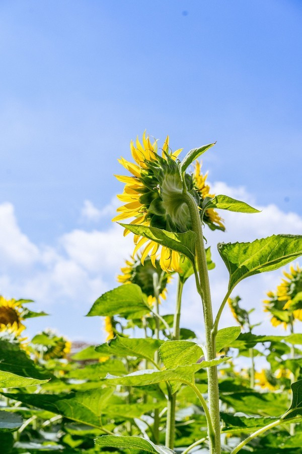 广州南沙最美风景区,南沙湾区超美风景线