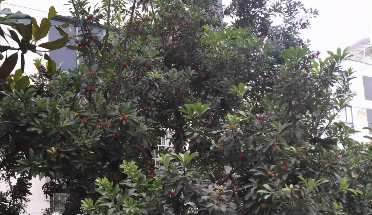 住在一楼的感觉,住在五楼是什么体验