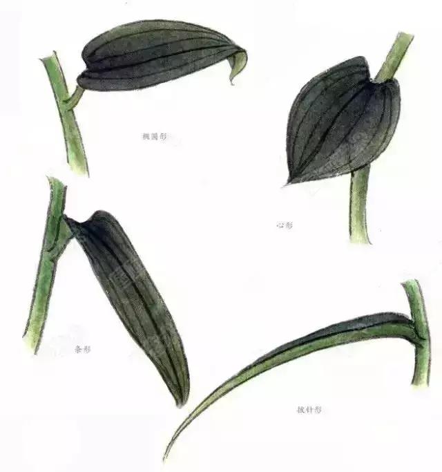 工笔百合花朵设色步骤,工笔重彩油画百合