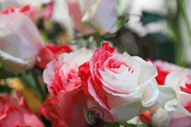 tf口红免费送,鲜花盛宴