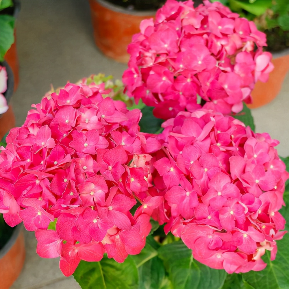 种无尽夏绣球,无尽夏绣球花苗怎么养