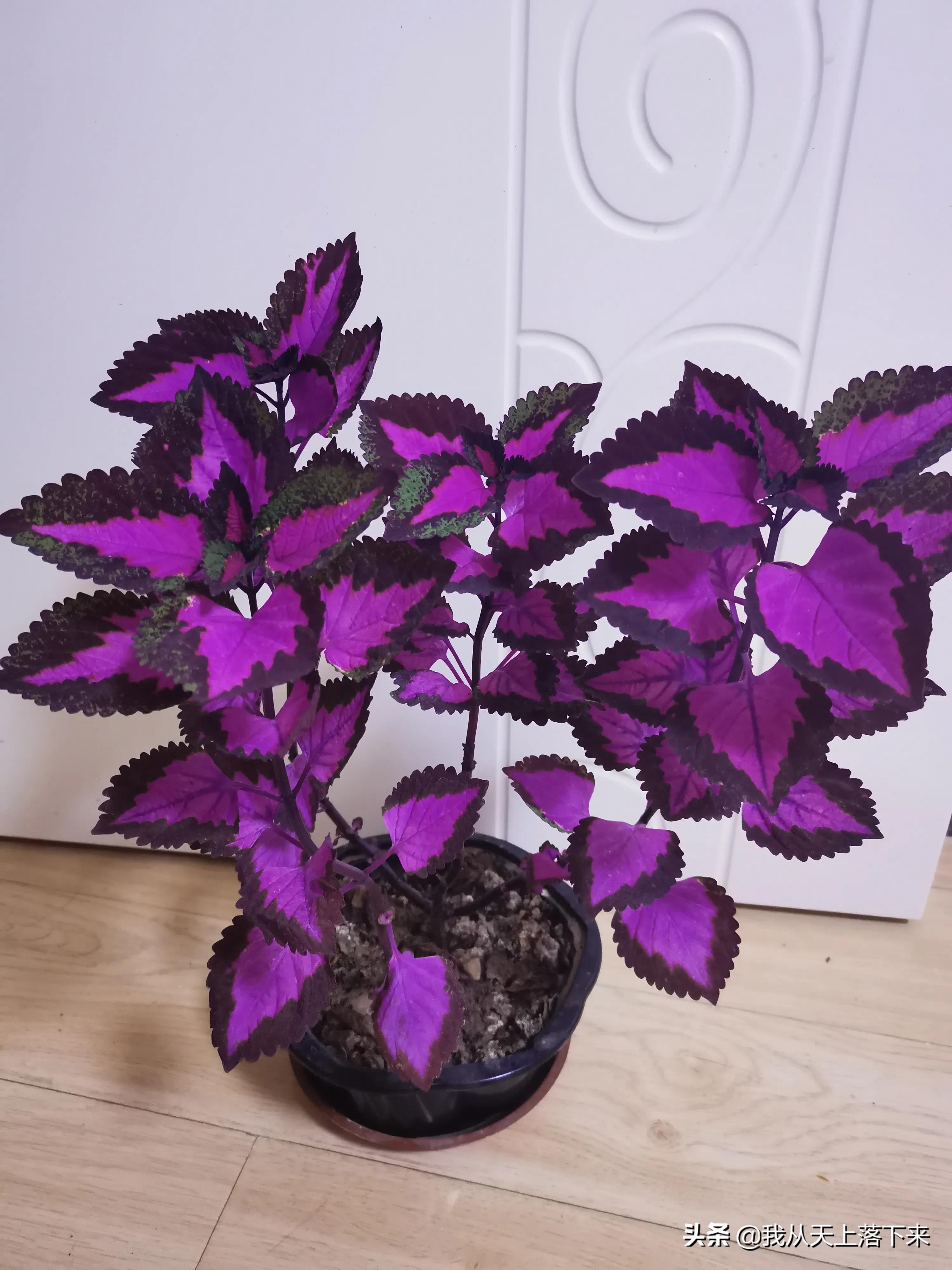 100张花朵美图,100张花图片大全