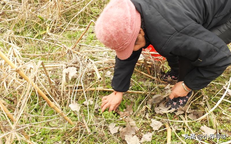 以前北方人拿来充饥，老一辈都吃过，如今20元1斤，农民却不卖